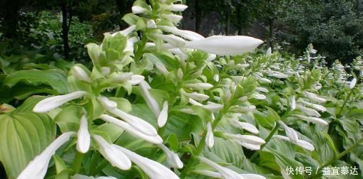 玉簪|此花是中国名花,花叶俱美,香味宜人,好养易活,是盆栽佳品