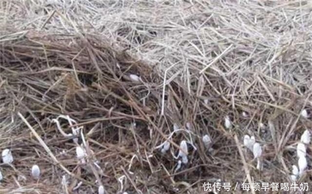 有钱人|稻草堆里的隐藏美味,有钱人都难吃到