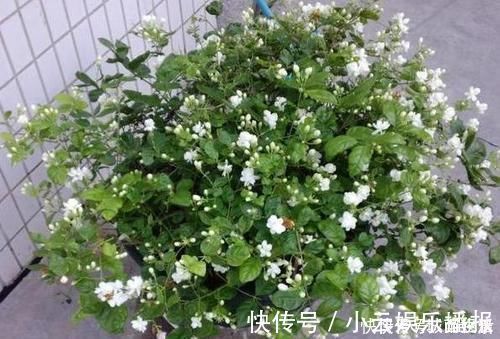 平时该如何管理茉莉花抓住5个重点,植株枝繁叶茂、开花多
