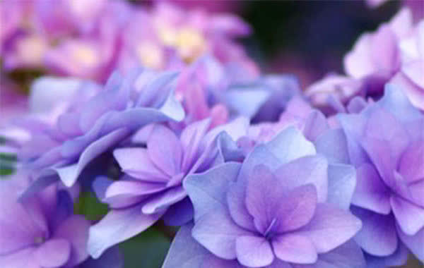 3种花人见人爱,插枝就能活,全年开花,漂亮又喜庆,室内也能养