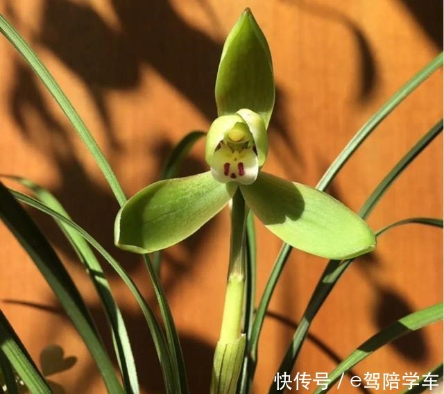 公认难养的6种花,新手慎买,养不活还浪费钱!