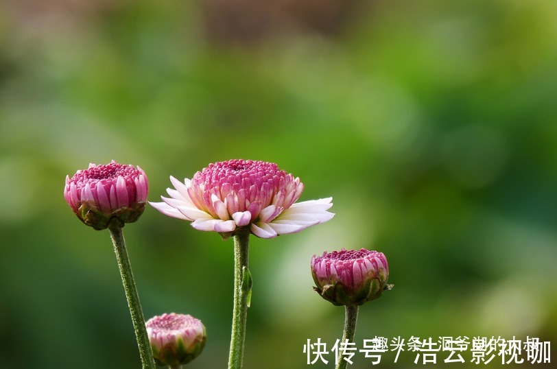 女人|天生“懒婆娘”的三个生肖女，却命很好，人懒却得宠，懒人有懒福