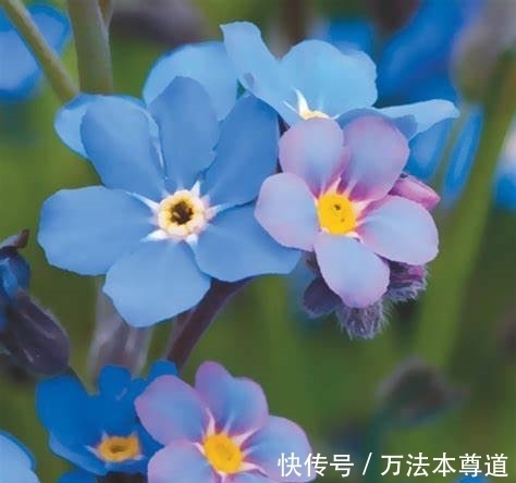 养花试试这几款,花朵像一个个小小的风铃,洁白透明