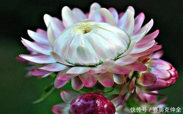 这“三多肉”是喜水大户,“泡水养”不软化,叶子长得肥嘟嘟