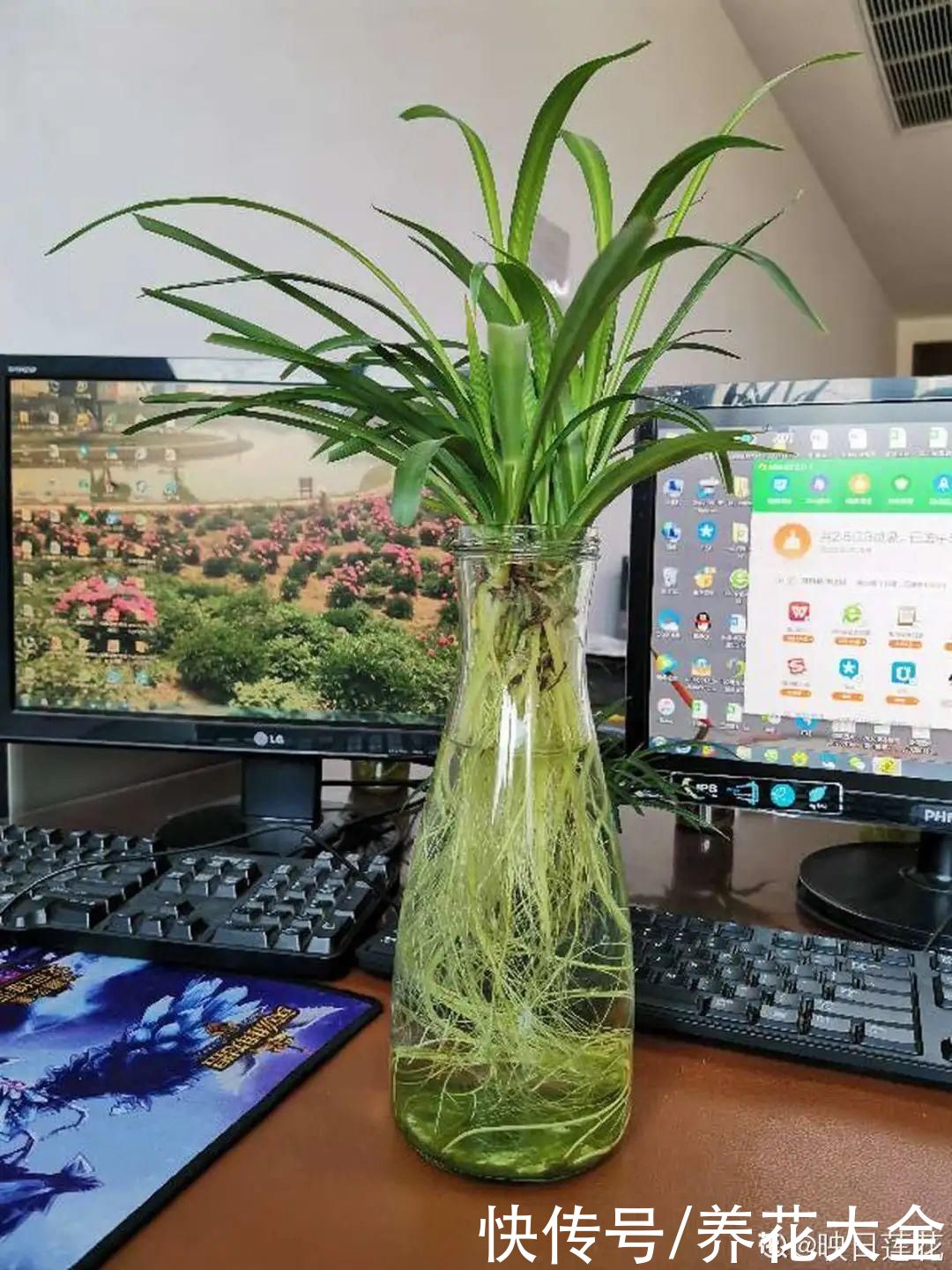 半死不活的花，扔水里，突然长疯了