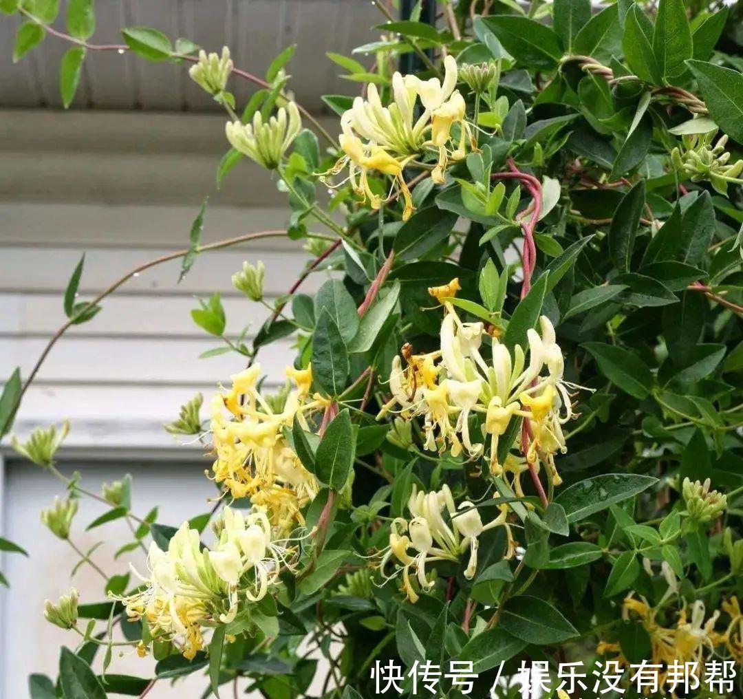 别犯傻买金银花盆景，压条3年成景、播种5年成景，实在太容易！