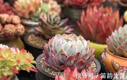 茎干|多肉度夏难,高温天徒长变丑按照4点操作,茎干粗壮叶片肥美