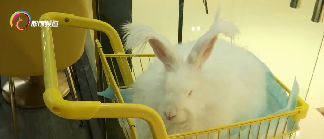 体验馆|新业态：小兔子 打开创业新格局