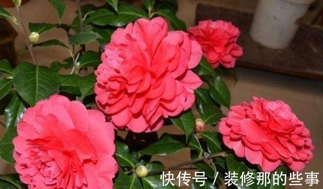 茶花|6种“娇气花”,天热谨慎买,回家就掉花苞,养不活太后悔