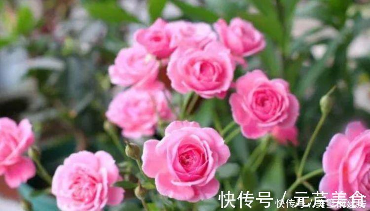 花期超长的几款花,养在家里四季有花开,花香四溢