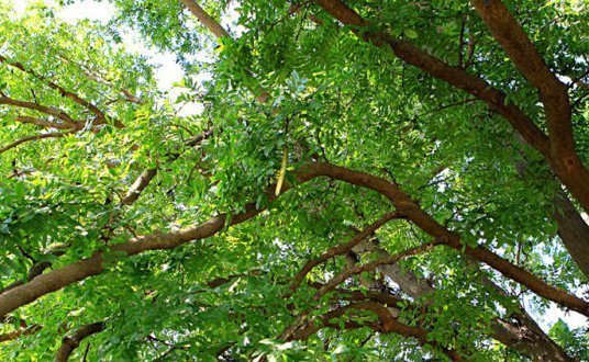 这个树农村遍地都是,浑身都是宝,用它洗头又干净又健康