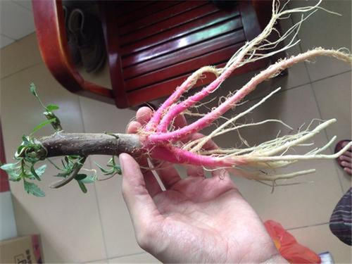 曾在田边常见,嫩叶能当菜吃,如今价值颇高,老农爱挖根煲汤