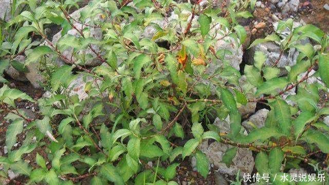 野草|鄉(xiāng)下一種辣味野草,曾經(jīng)不被重視,現(xiàn)在成了稀罕物,價(jià)值珍貴