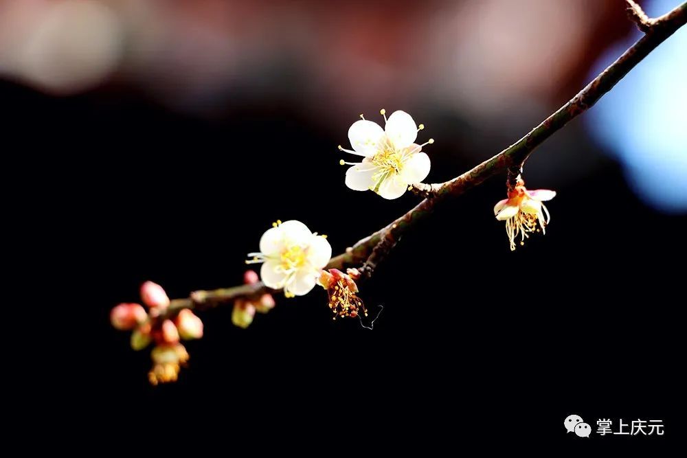 梅花|快看！濛洲公园的梅花开了