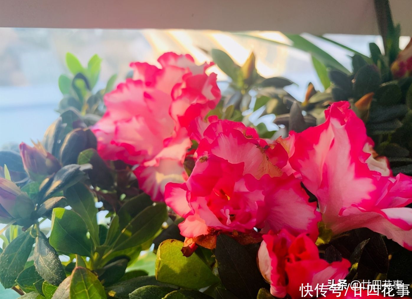 春节买的杜鹃花，容易“花后死”，做好3方面，每年开花不用买