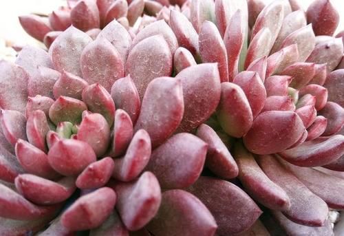 多肉红宝石徒长怎么办？