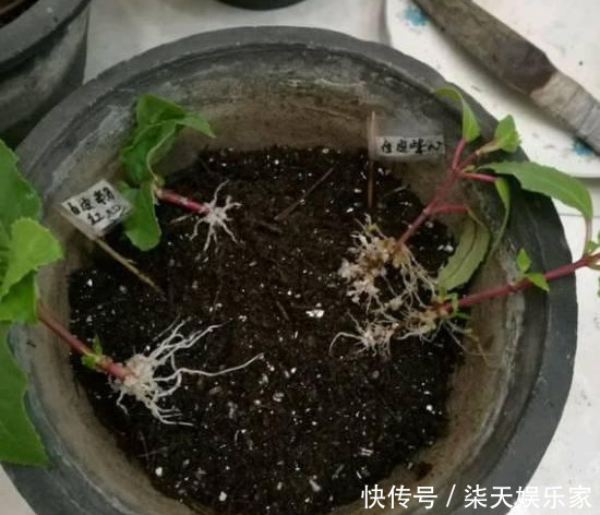 秋季|3种枝条泡水里,10天长根,一次开花100朵,水培成活率更高!