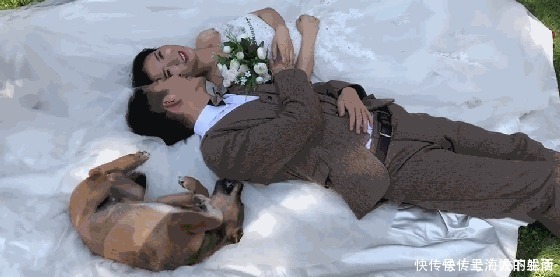 大黄狗|新人拍婚纱照,单身大黄狗乱入躺新娘婚纱上卖萌,新郎赶都赶不走