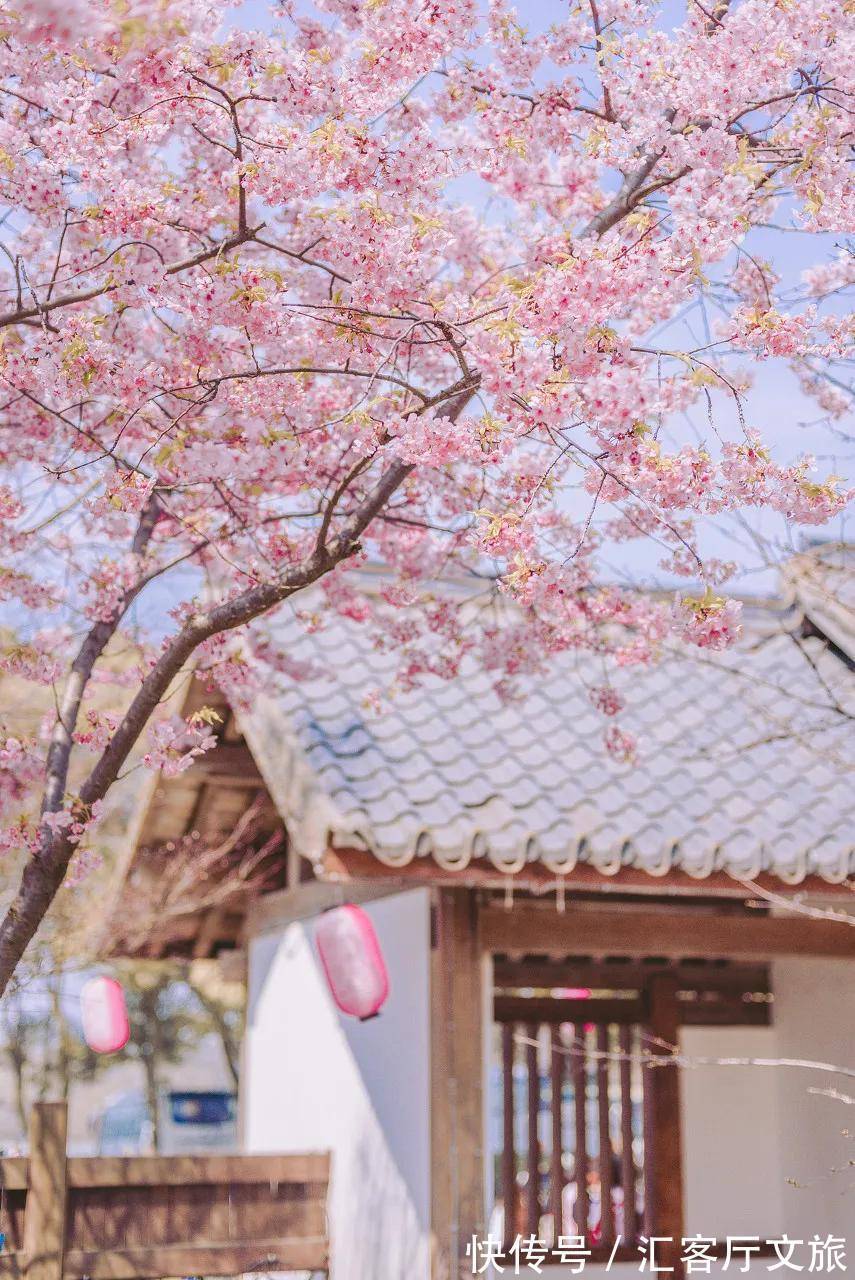 小火车|再过30天,世界又要被惊艳了!因为,中国的春天到了