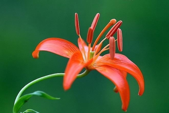 花开|汪曾祺的幸福生活和我门外的花儿坐一会儿