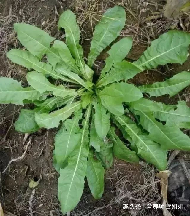 代茶饮|懂得使用蒲公英的人,能收获这5大好处,看看你用对了没