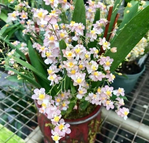  不好|客厅采光差？养这10种耐阴花，光照不好也能生长旺盛，开花不断