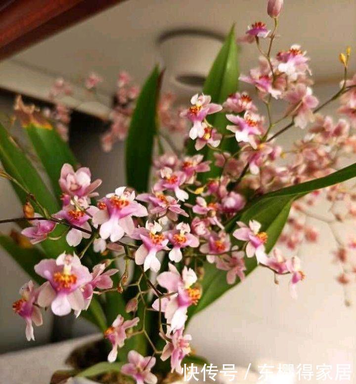 冬季的阳台,少不了这“3种花”,清新美丽芳香,花繁叶茂