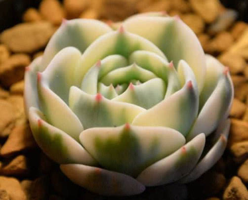 多肉玉蝶锦怎么养教你3个盆栽的小妙招，养出最惊艳的玉蝶锦