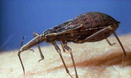 摧毁|世界历史十大瘟疫:八、斑疹伤寒,拿破仑的帝国是被虱子摧毁的!