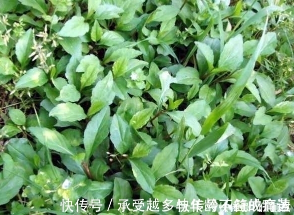 农村|农村路边的一种野菜,看着一点不起眼,但味道是很好吃的