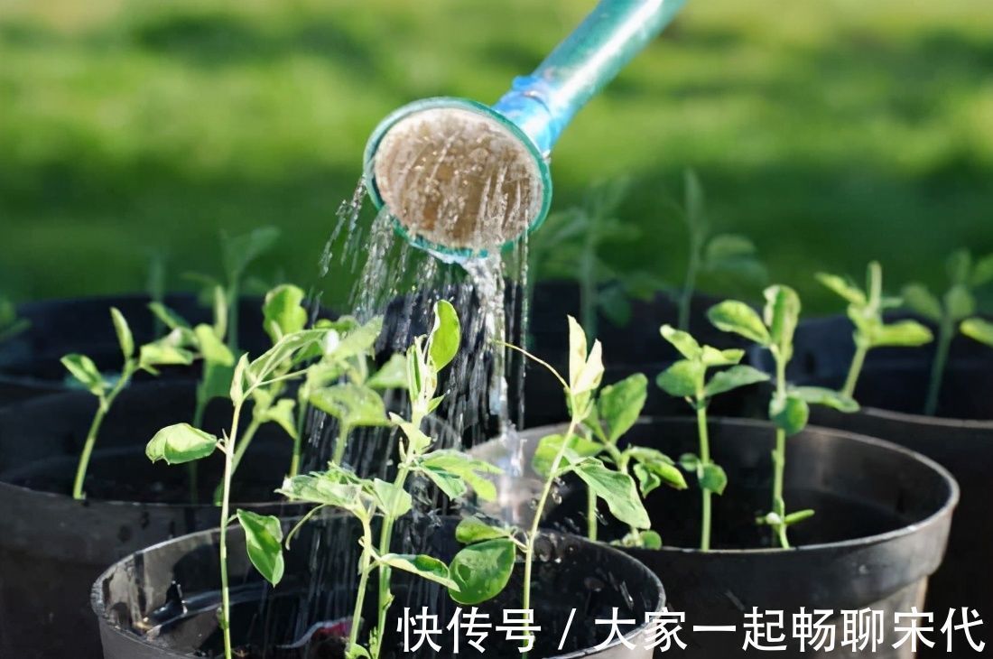 植株|浇花必懂知识：“见干见湿”和“干透浇透”有什么区别