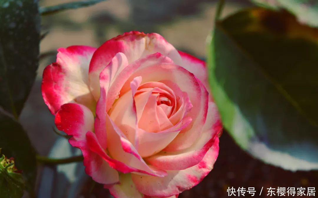 冬天修剪分“轻重”,有的花剪狠了,再也不开花