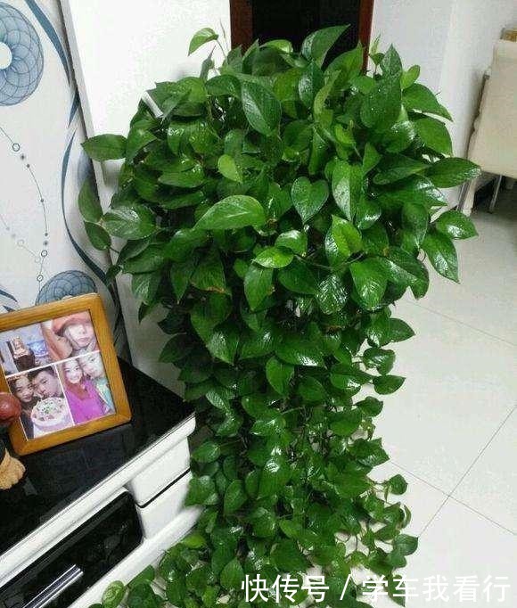 从来不买肥料,每次浇水加点“它”,绿萝长成瀑布状,大家纷纷学!