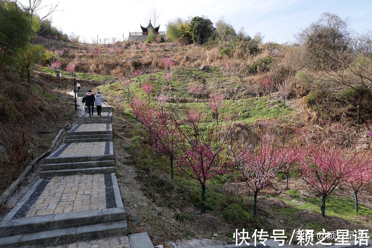 花海|宁波赏梅地，梅开成海，首选一二三