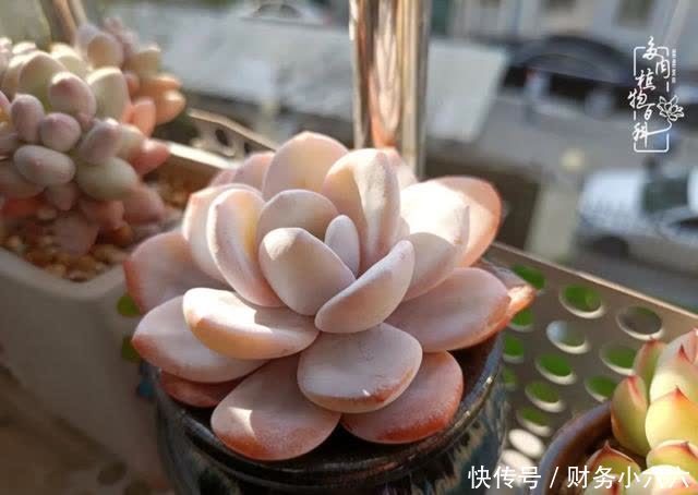 揭秘:那些干净又温暖的多肉照片从哪里来?