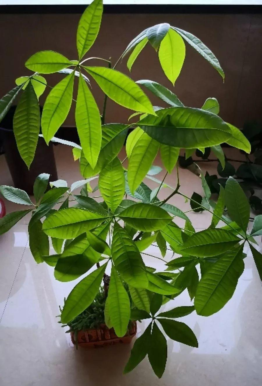 10种耐旱花,2个月不浇水,叶子反而绿油油!