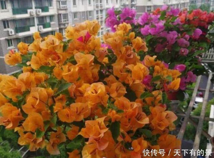 杜鹃花|养花就养这几款,全年开花不停,花型圆滚惹人爱,值得拥有