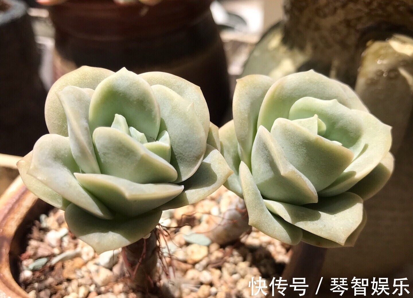 浇水|多肉总是徒长丑爆成大白菜多半是犯了3个错误,养成老桩也不错