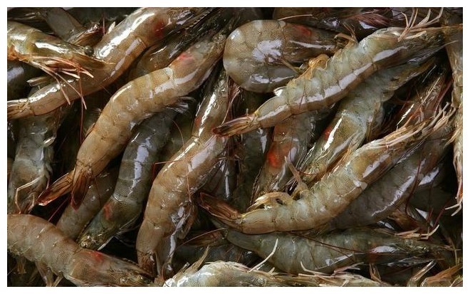 鲜虾保存,直接放冰箱就错了,老渔民教你一招,天天吃新鲜的大虾