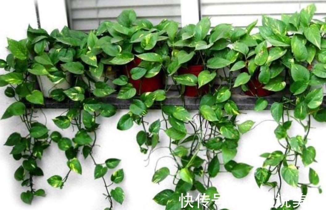 植株|夏天养绿萝,给它“喝3种水”,枝叶长得茂盛,长满花盆