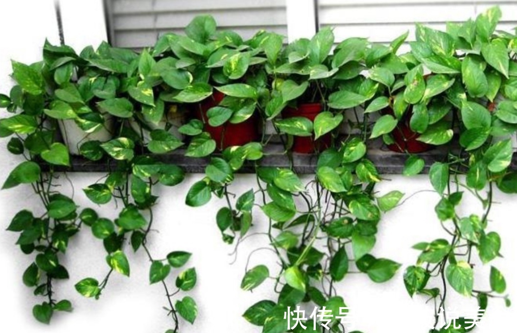 植株|夏天养绿萝，给它“喝3种水”，枝叶长得茂盛，长满花盆