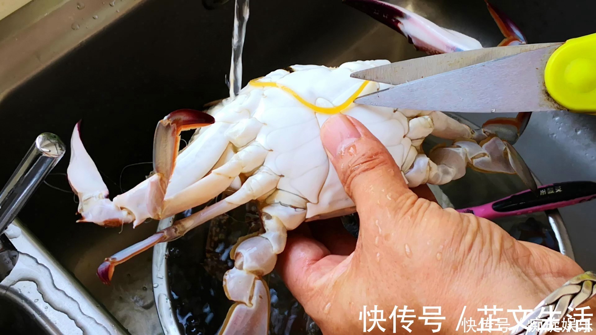 三人行必有我师焉|蒸螃蟹原来有诀窍,教你正确做法,不流黄不掉腿,肉质鲜嫩无腥味