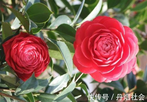 冬天养茶花，了解掌握3个要点，开出层叠群花，谁见了都夸美！