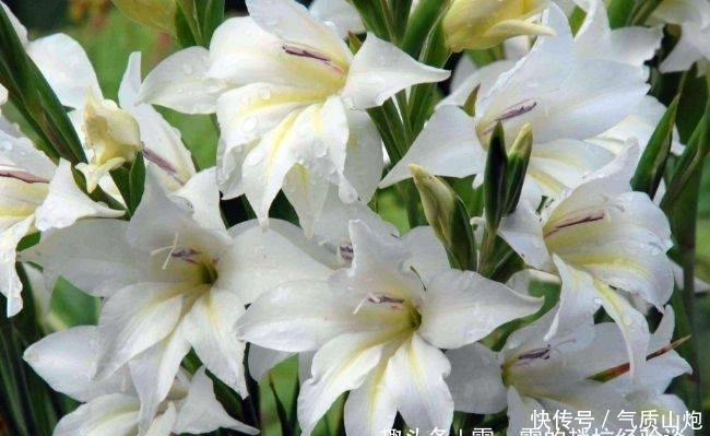 黄色|10种在夜晚盛开的最美丽花朵