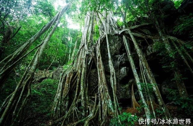 云南这个城市，是国内唯一的热带雨林，拥有丰厚的旅游资源