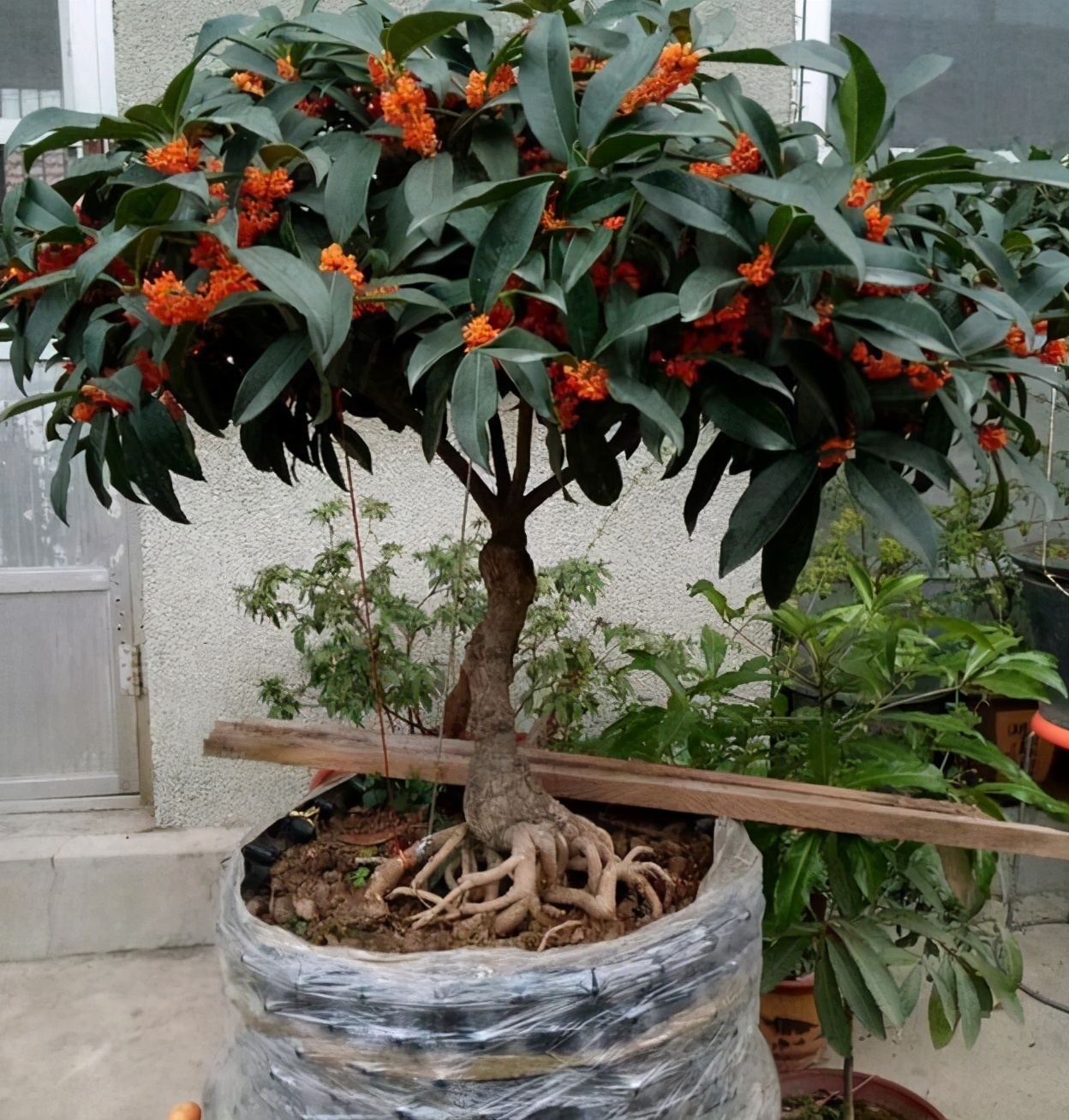 家里养盆“杀菌”花,精神轻松又清香,老中医经常养,错不了