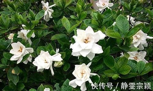 这“3种花”不仅好养、开花美，还能除螨去味，养上10盆都不够