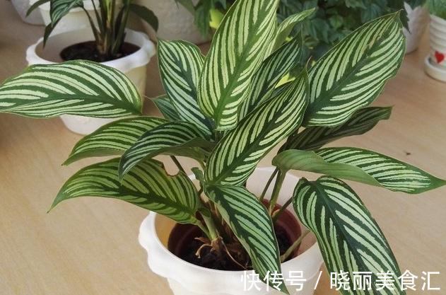 这些流行花卉,一个比一个难养,大多活不过一年,浪费钱