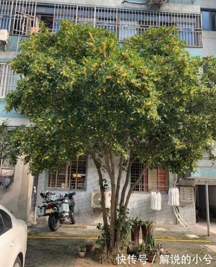 家门口养几棵树，好养好看颜值高，寓意美好还招财，能养几十年