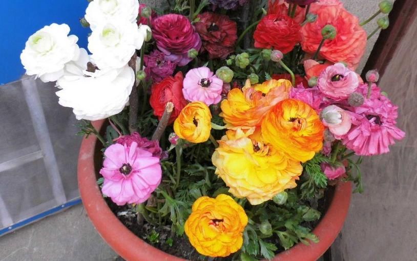 它不是牡丹，却带有牡丹的神韵，居家盆栽，新人就能胜任